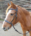 Kaakgekruist Hoofdstel Kifrahorse Vie II Kaakgekruist Hoofdstel Kifrahorse Vie II