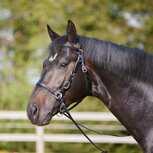 Kieffer L-K Combi Hoofdstel Kieffer L-K Combi Hoofdstel