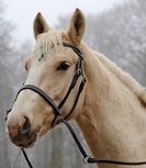 | Kaakgekruist | Kifrahorse Vie | Kaakgekruist | Kifrahorse Vie